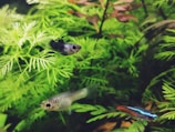 black and white fish in fish tank