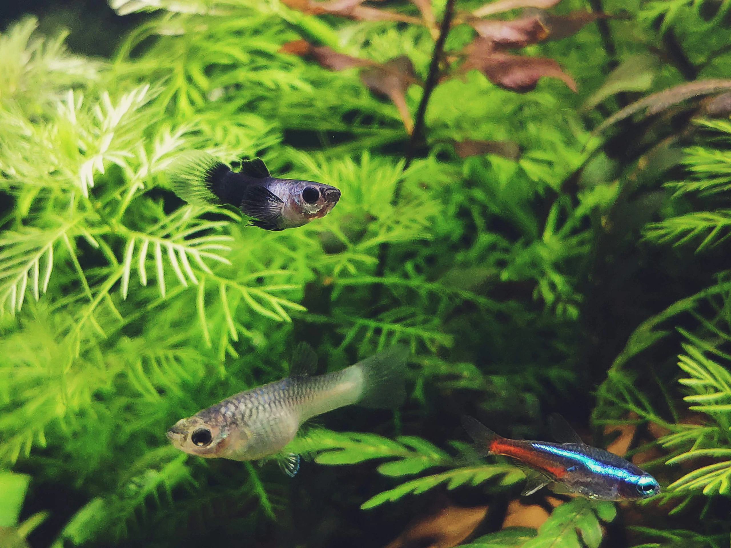 Guppies and a neon tetra swimming through lush green aquarium plants