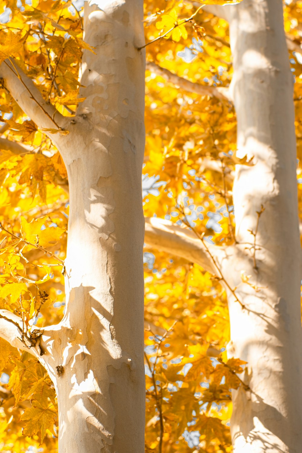 yellow leaves on tree branch