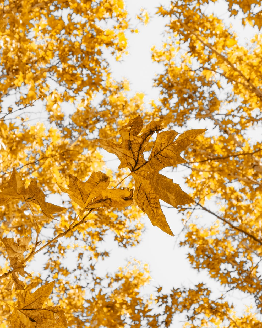 yellow leaves on tree branch during daytime