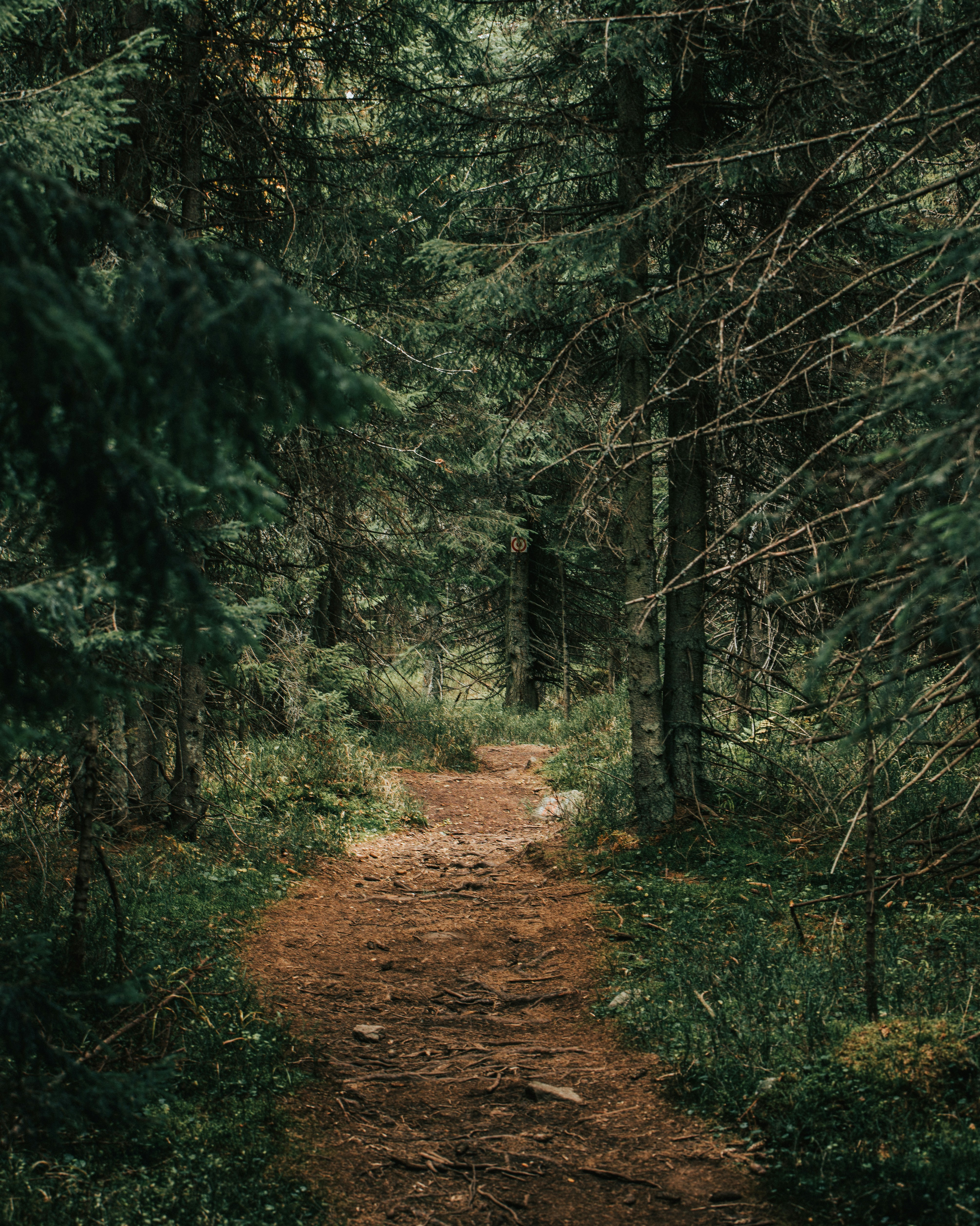 Photo by tamas_tuzeskatai