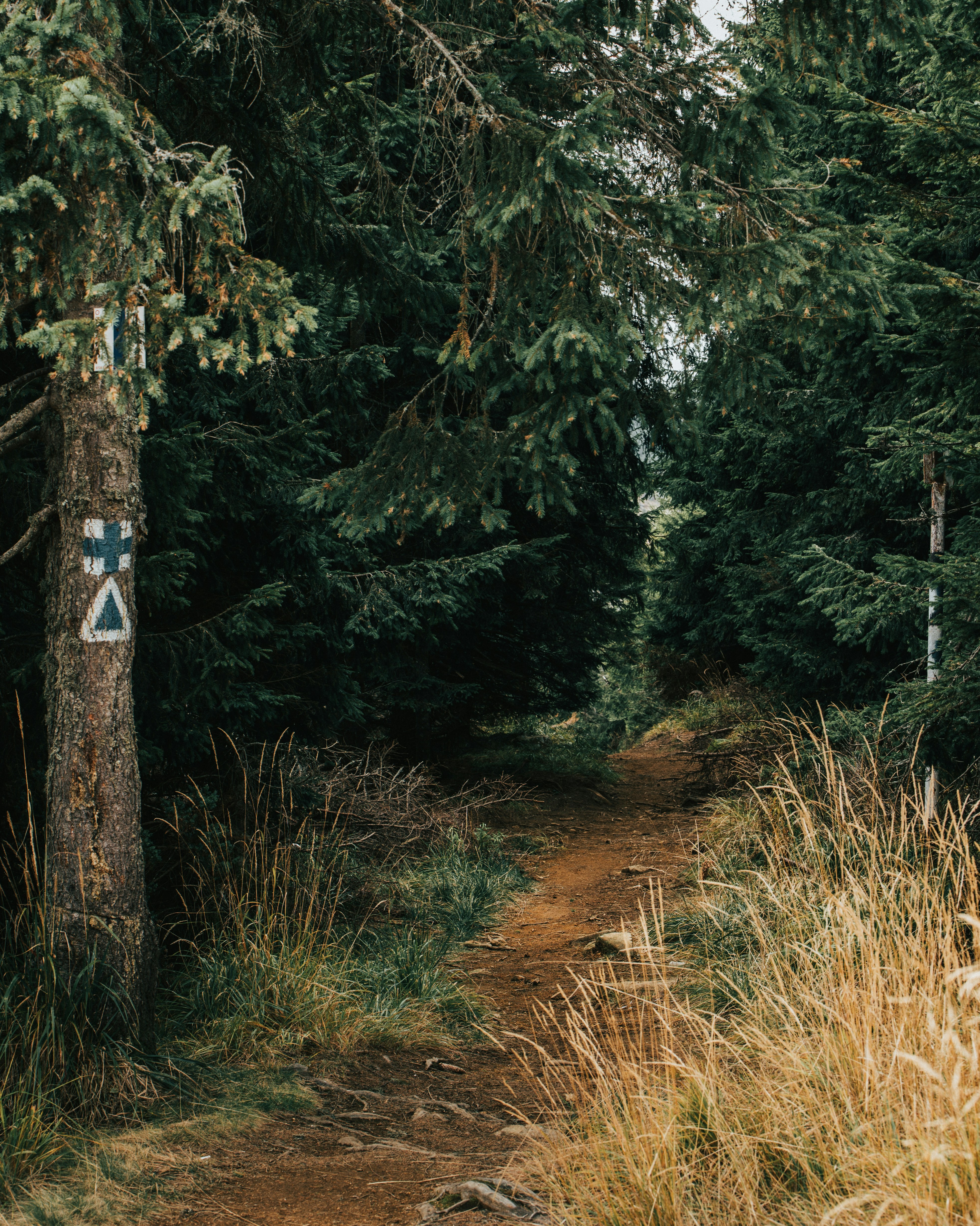 Photo by tamas_tuzeskatai