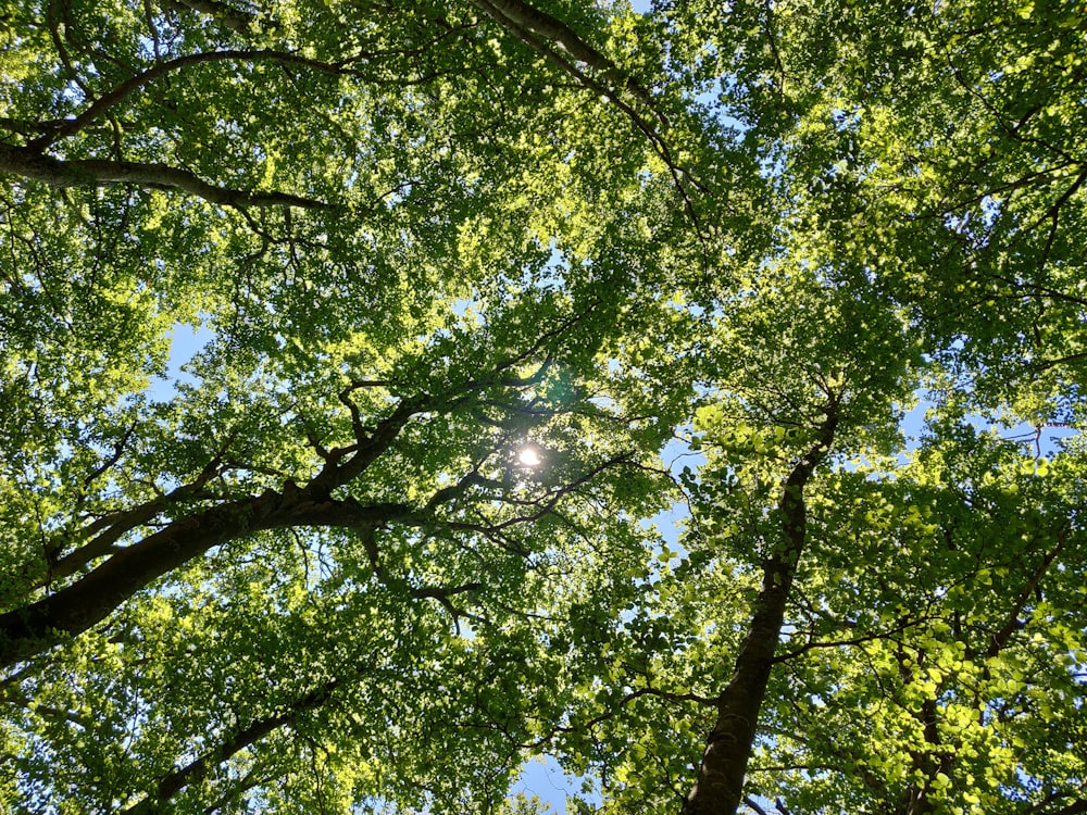 albero a foglia verde durante il giorno