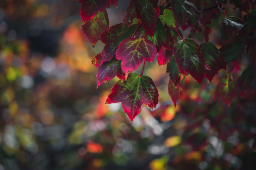 A focused moment of the agency planning content around a deep crimson and forest green color palette.