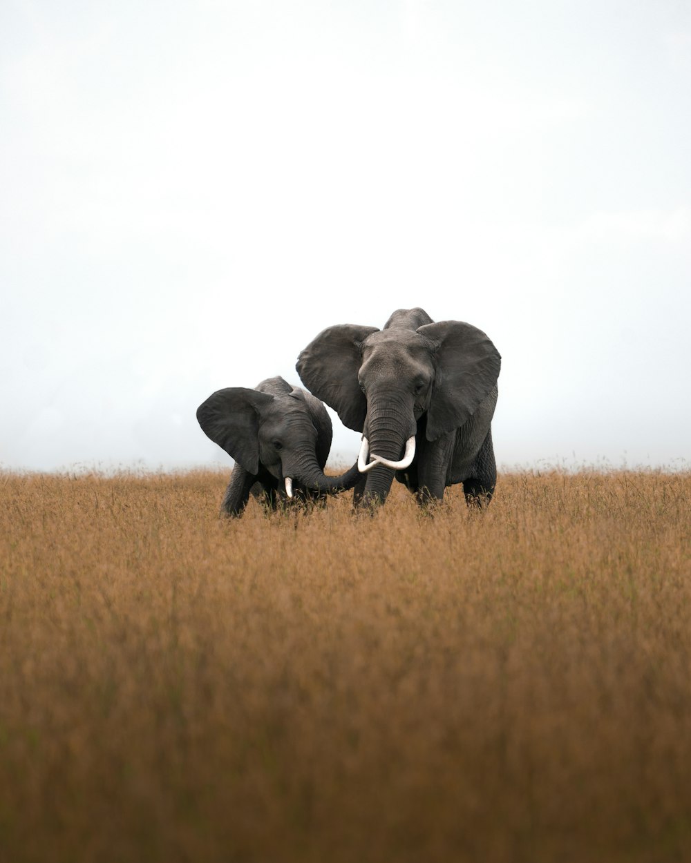 낮 동안 갈색 잔디밭에 회색 코끼리 2마리