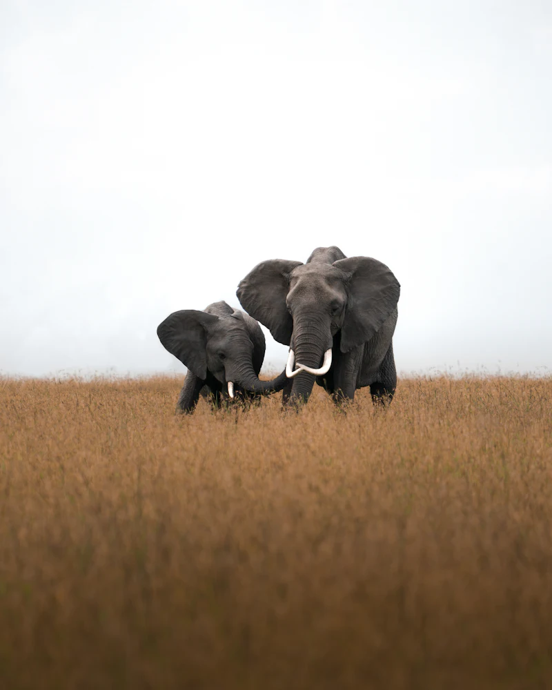 Two elephants on the move