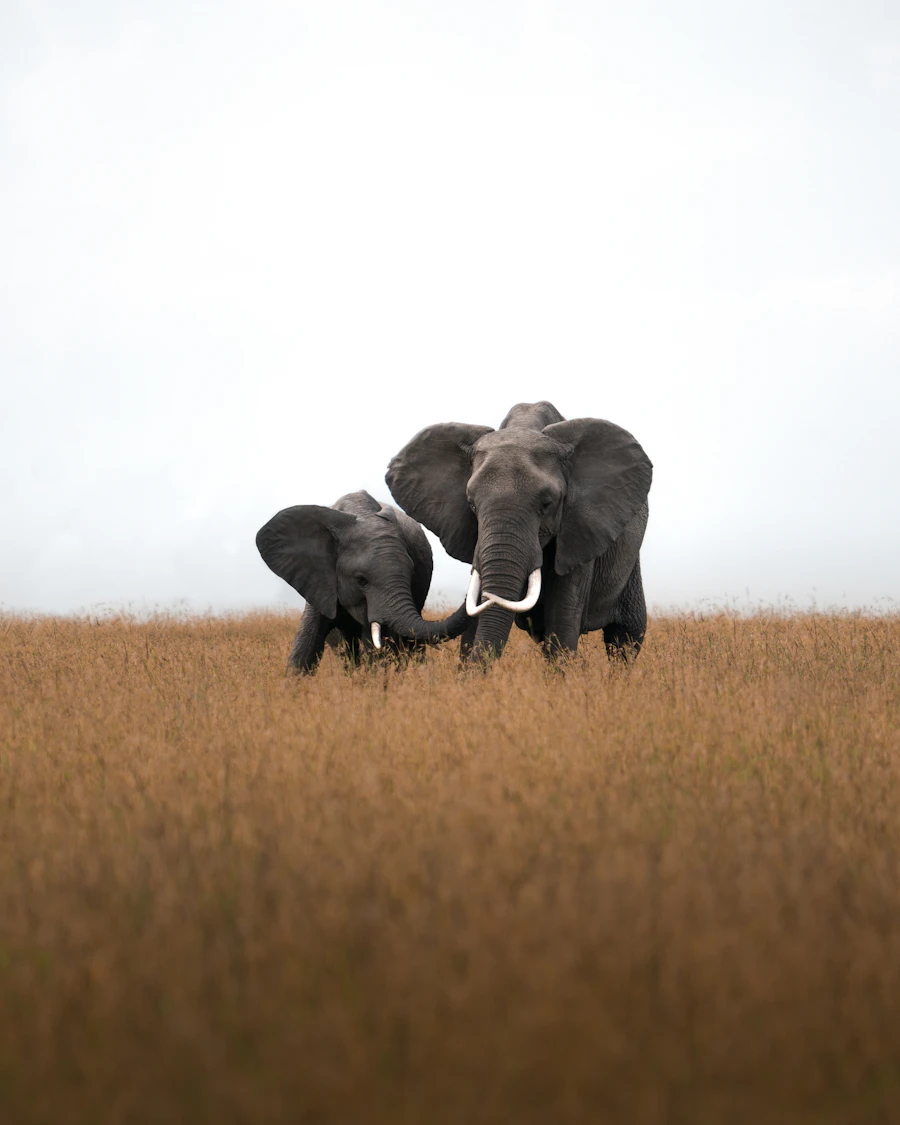 Photography-Led Safaris