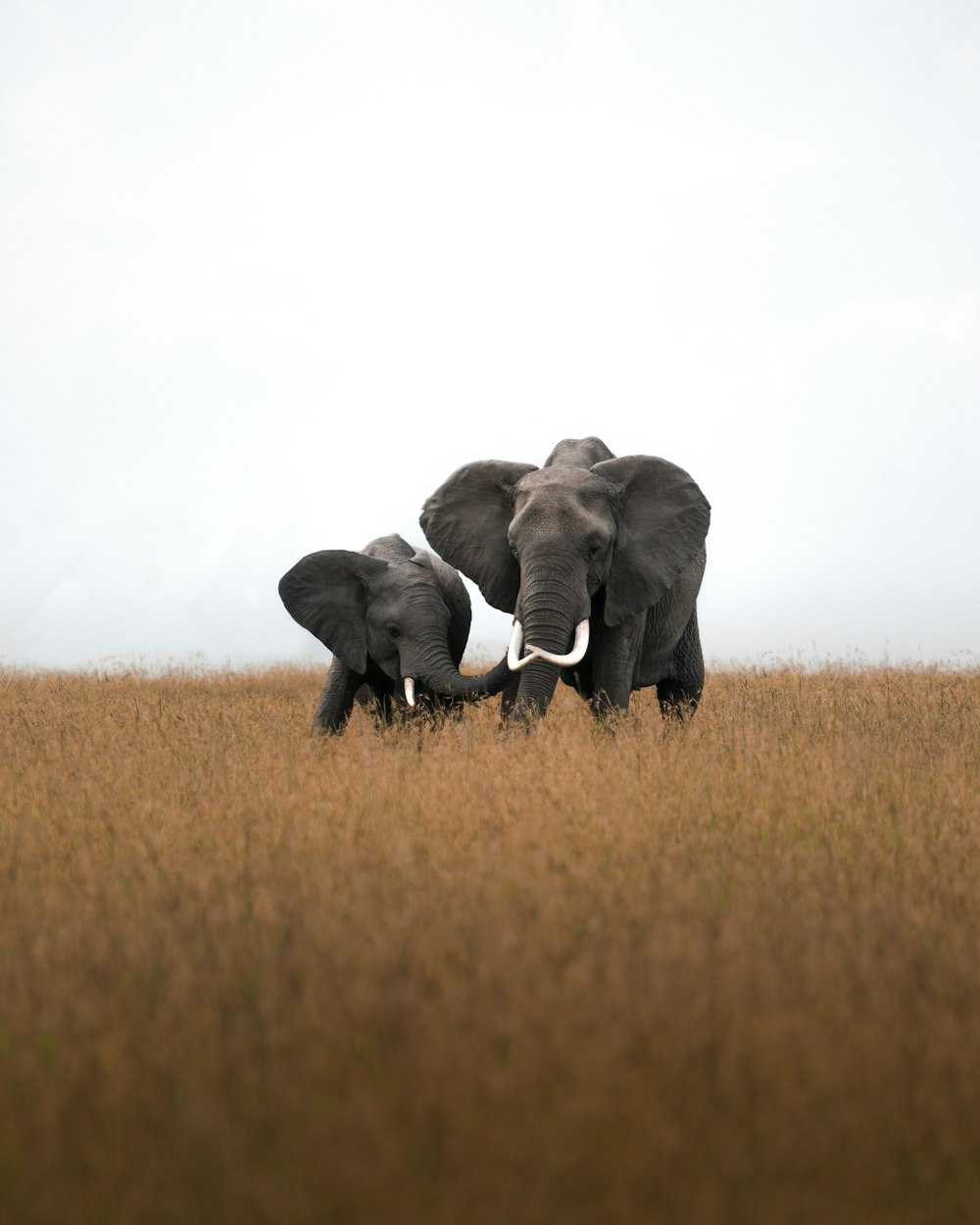 2 éléphant gris sur un champ d’herbe brune pendant la journée