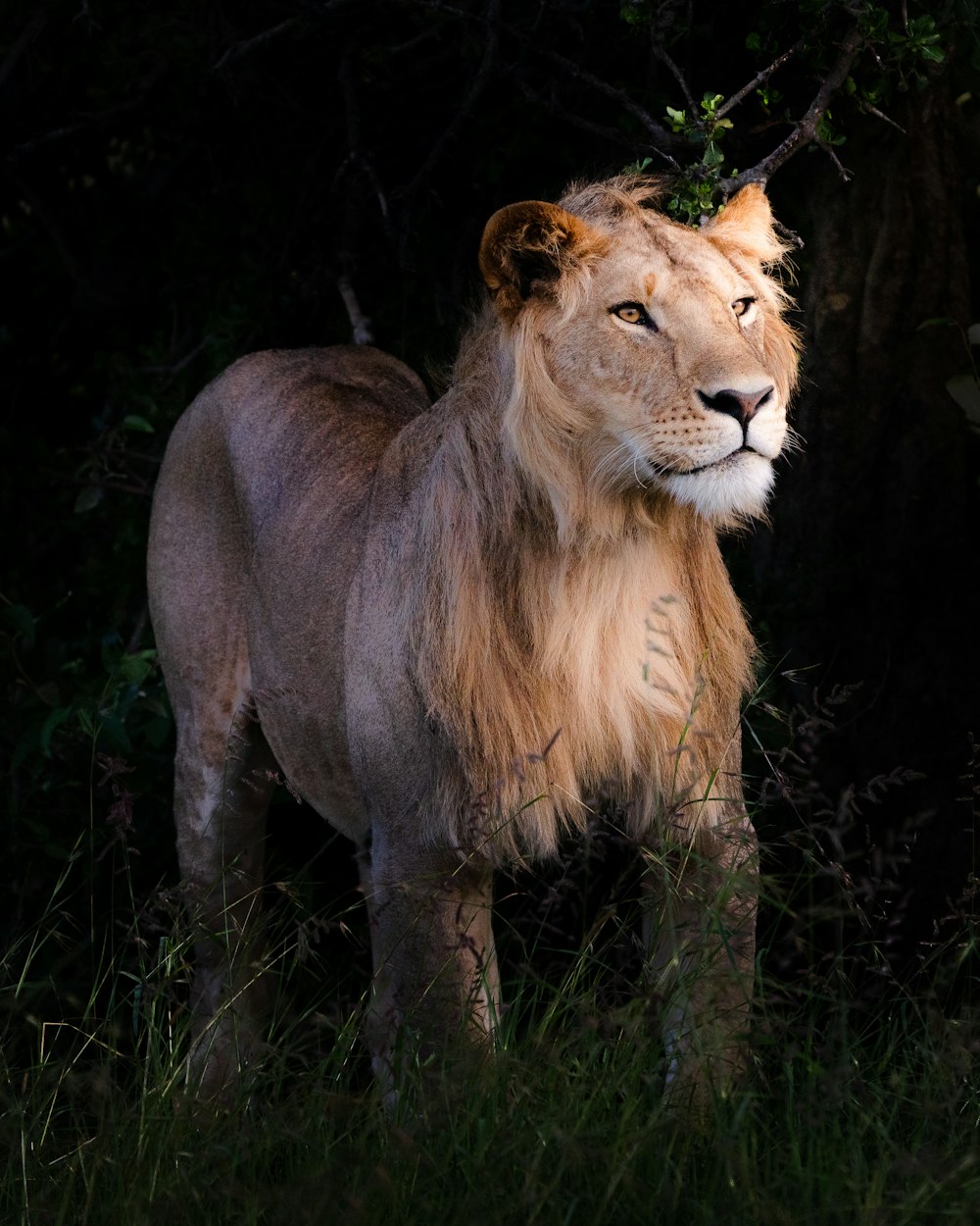 brown lion lying on green grass during daytime