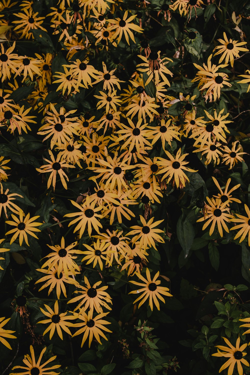 yellow and black flowers with green leaves