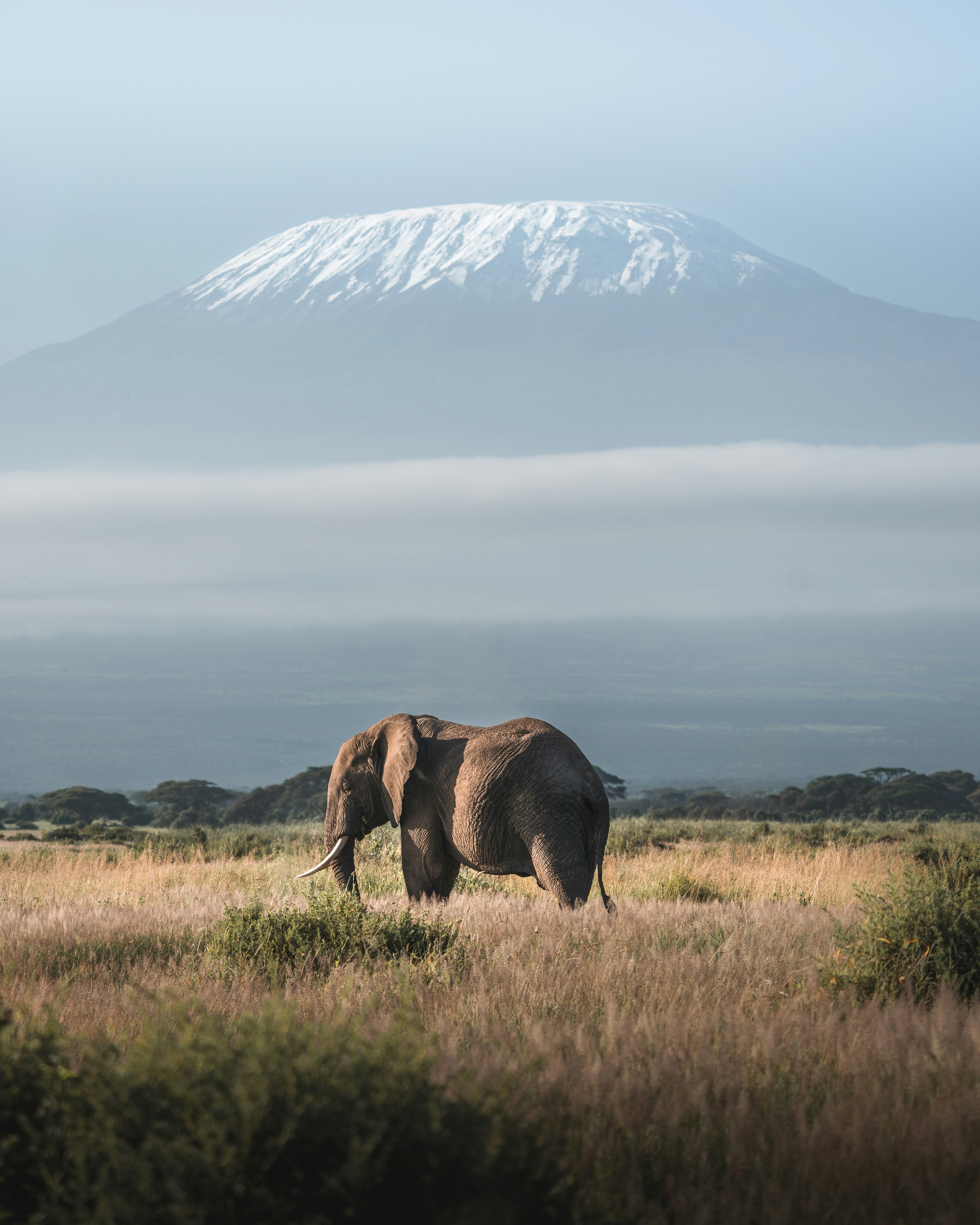 elephant-on-green-grass-field-near-mountain-during-daytime