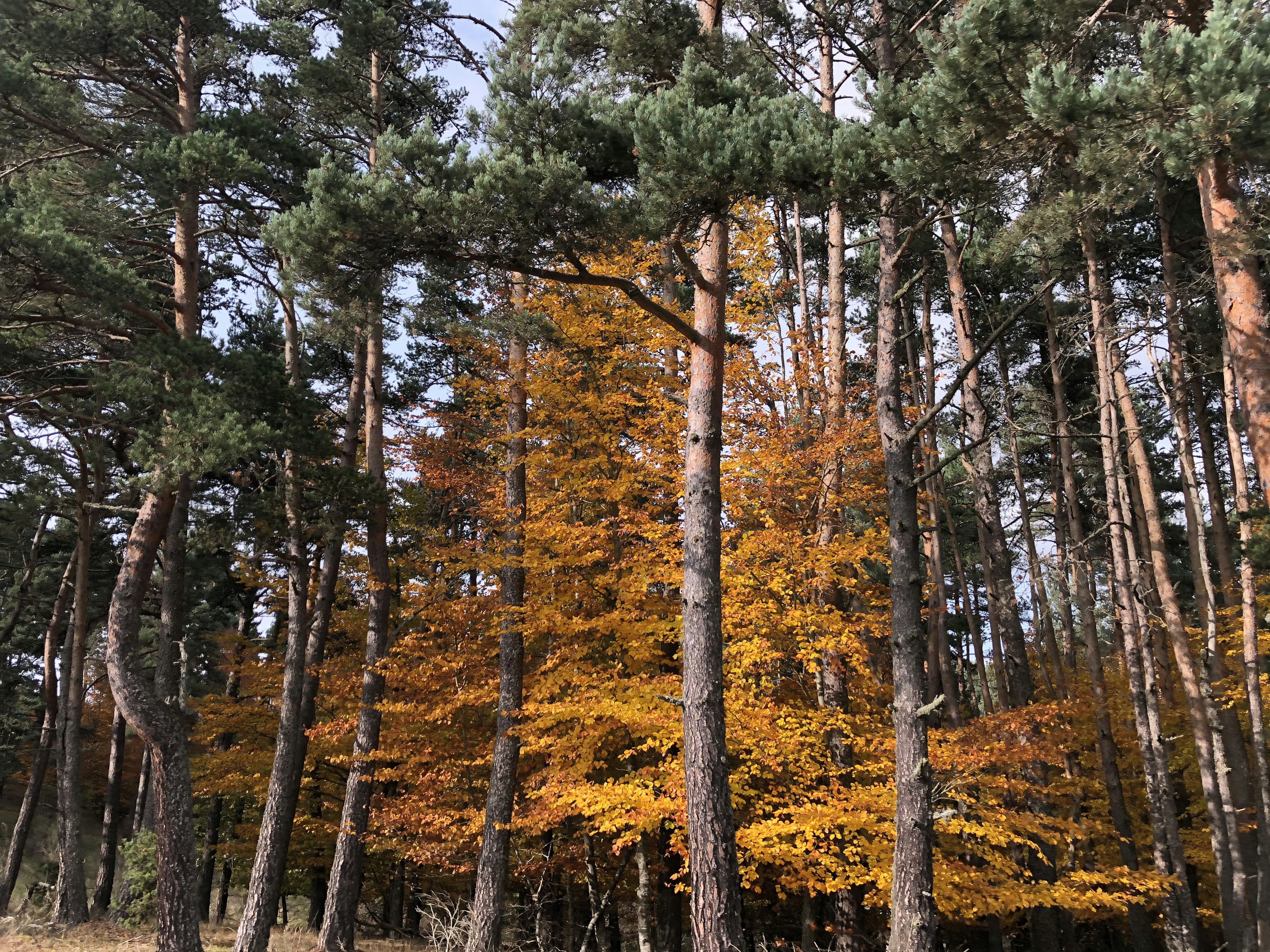arbres verts et bruns sous le ciel bleu pendant la journée