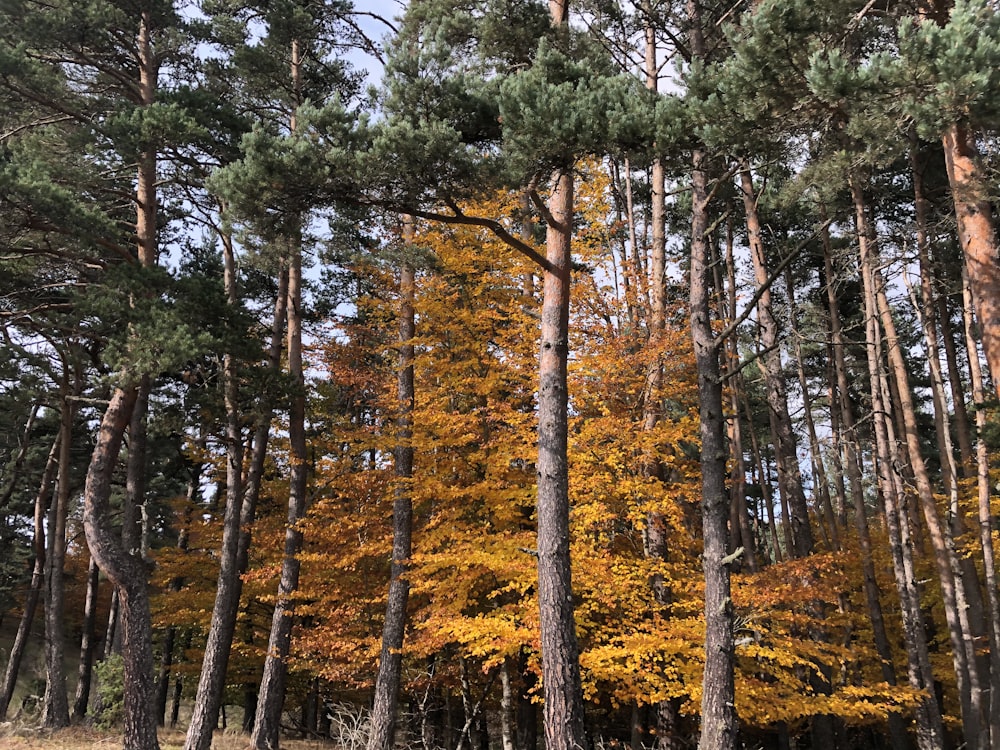 alberi verdi e marroni sotto il cielo blu durante il giorno