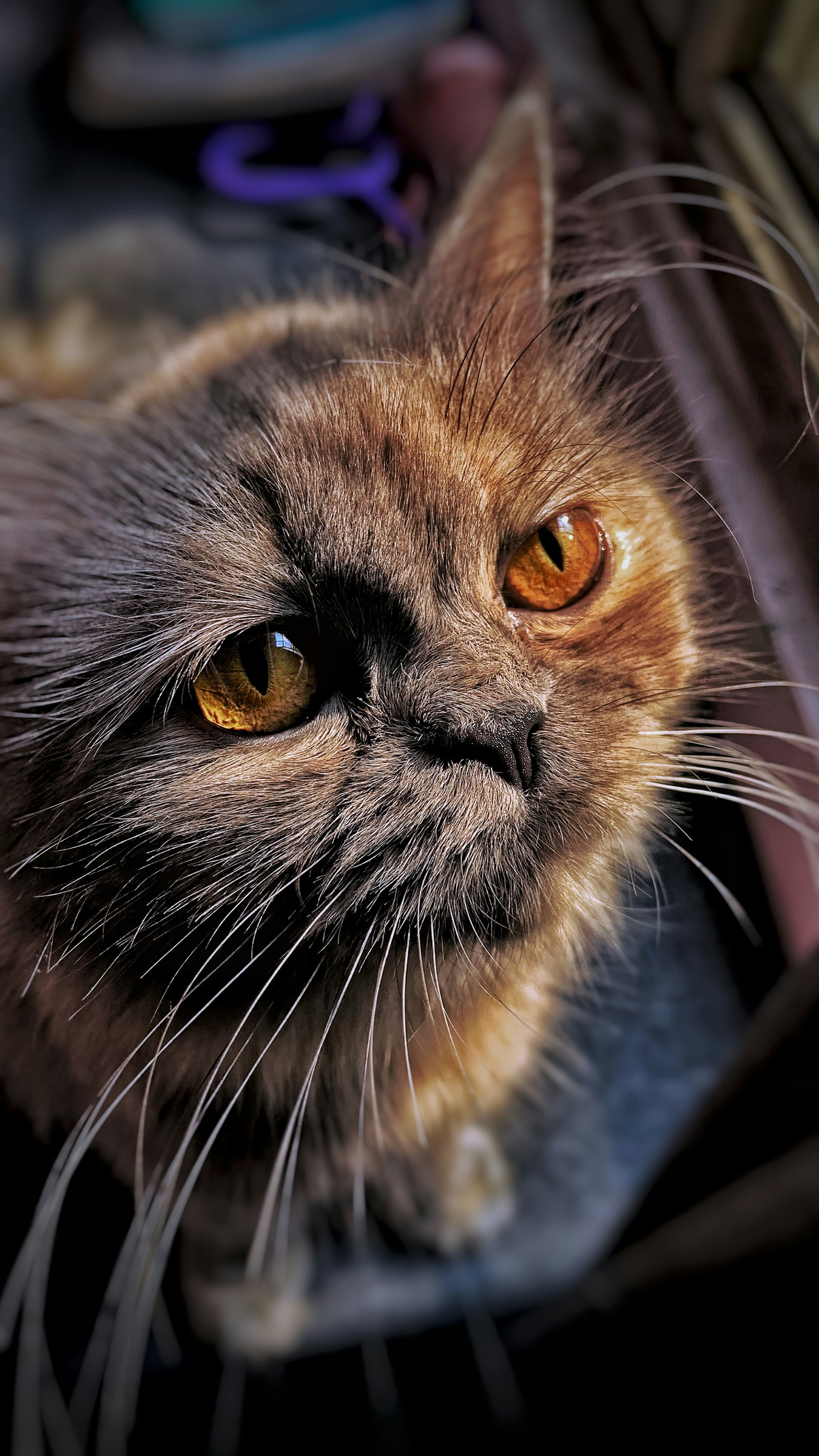A close-up of a Persian cat's expressive eyes and plush fur, highlighting the delicate grooming that keeps its coat pristine.