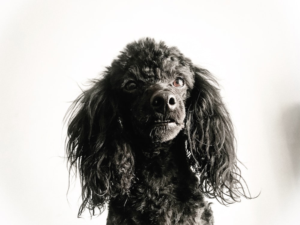 black poodle puppy on white background