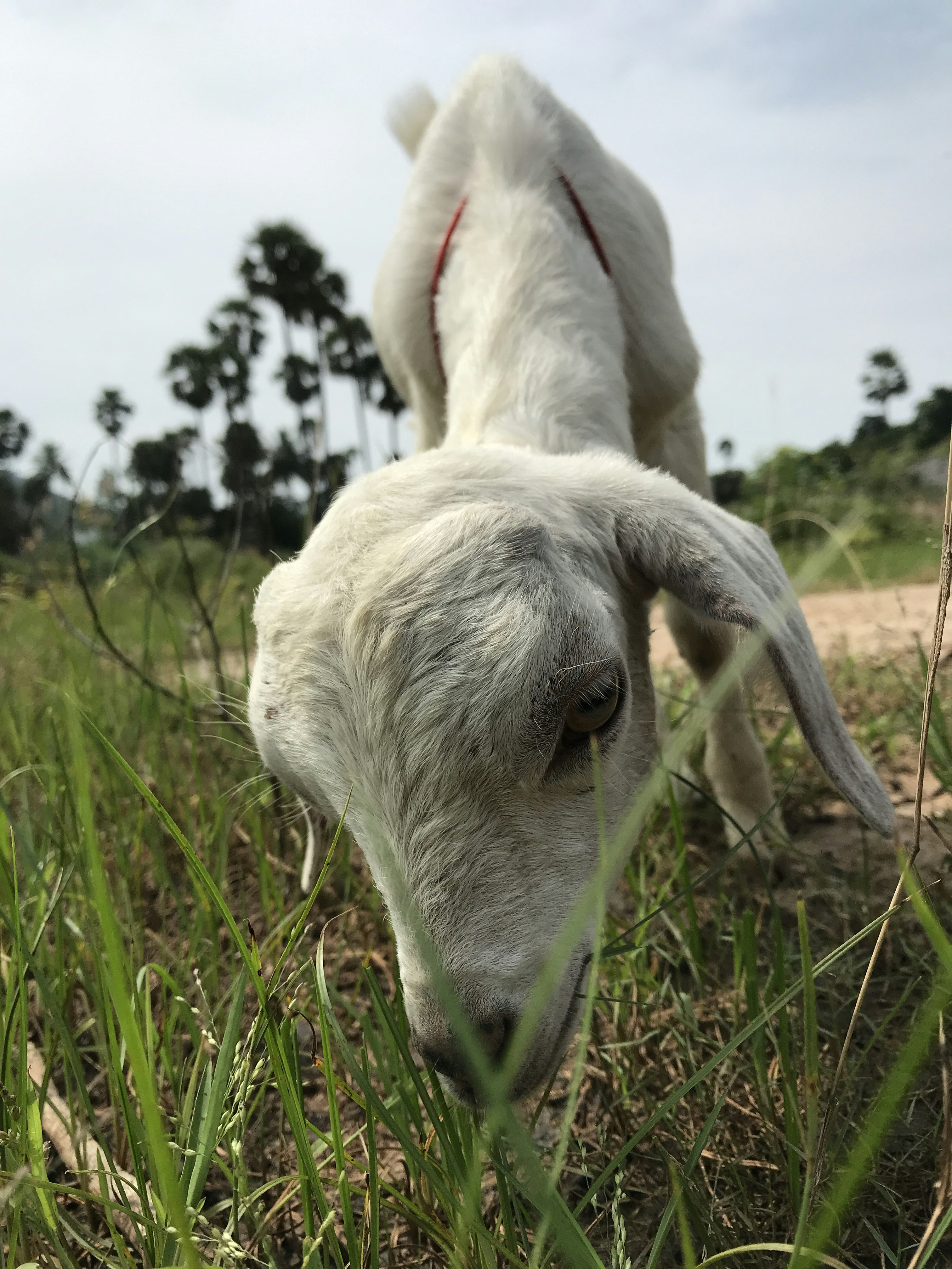 Delicias de leche de cabra