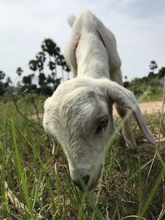 A young goat with white fur is grazing on grass in a natural setting. The perspective is close-up from the front, showing the goat's focus on eating the grass. In the background, there are tall palm trees and a cloudy sky, creating a serene rural atmosphere.