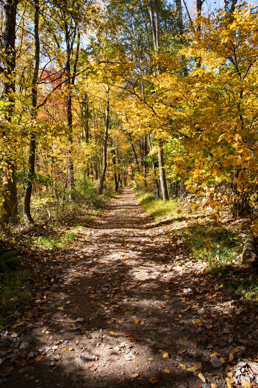 green and yellow trees during daytime