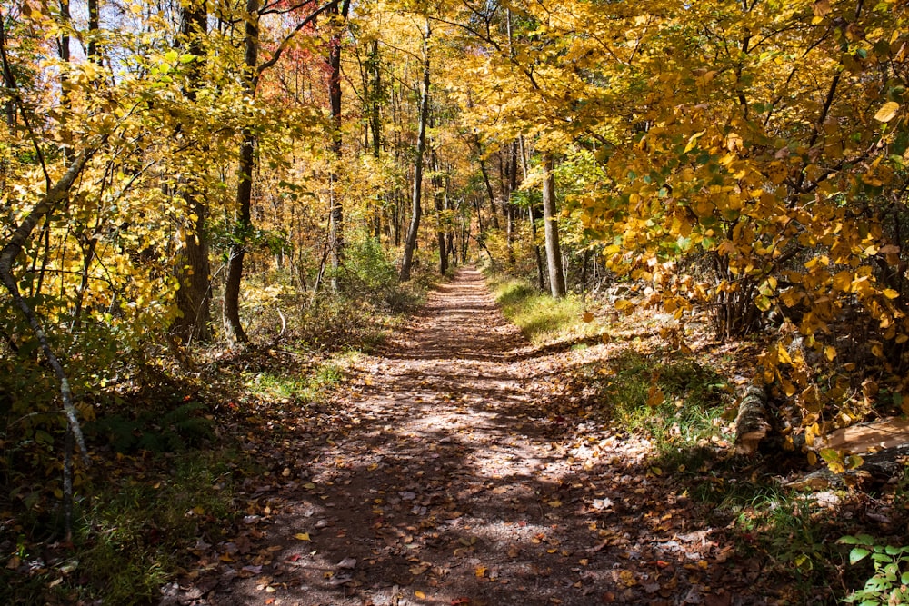 arbres verts et bruns pendant la journée