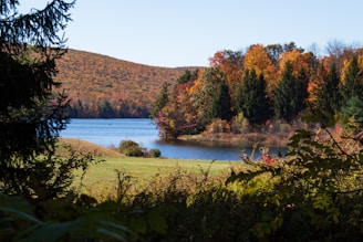 green and brown trees near lake during daytime