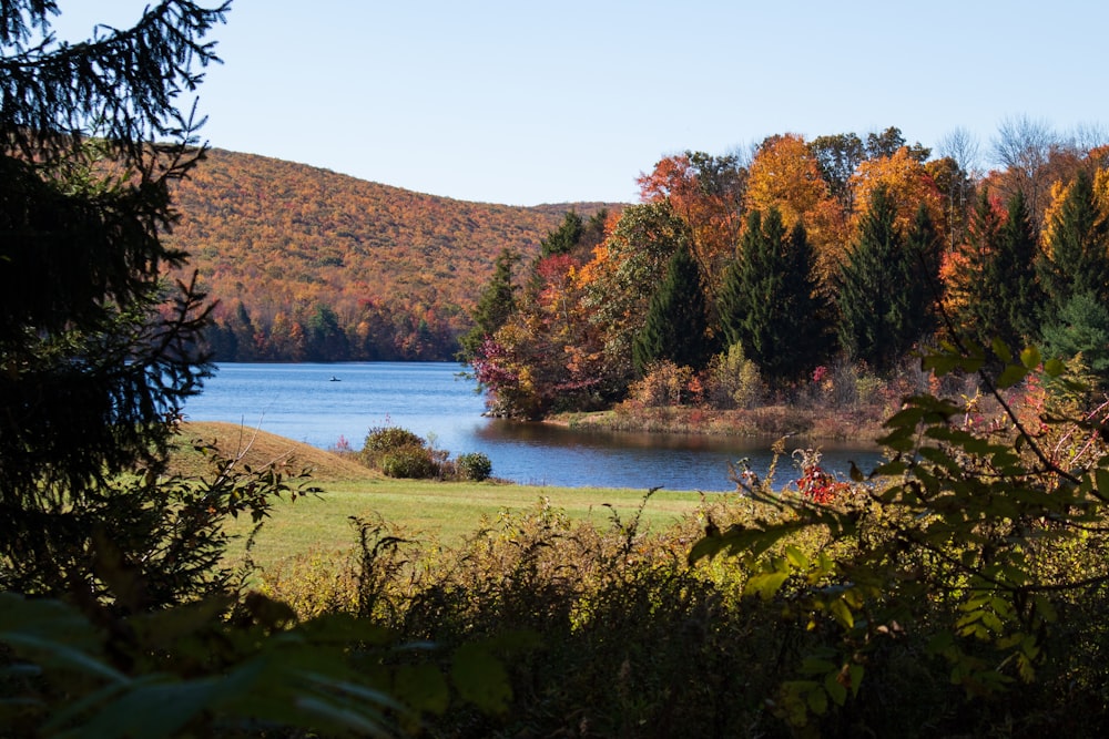 green and brown trees near lake during daytime