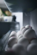 Frozen horse eggs stored safely in a high-tech laboratory environment.
