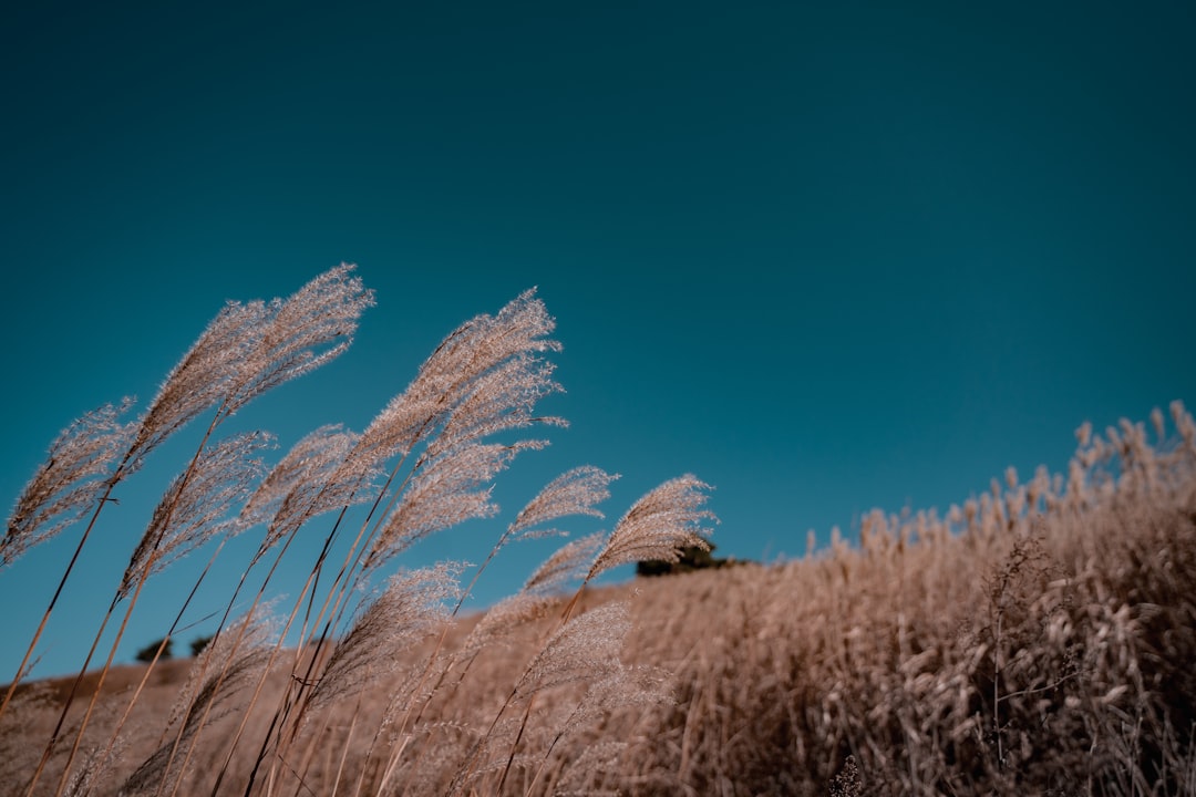 brown grass under blue sky during daytime