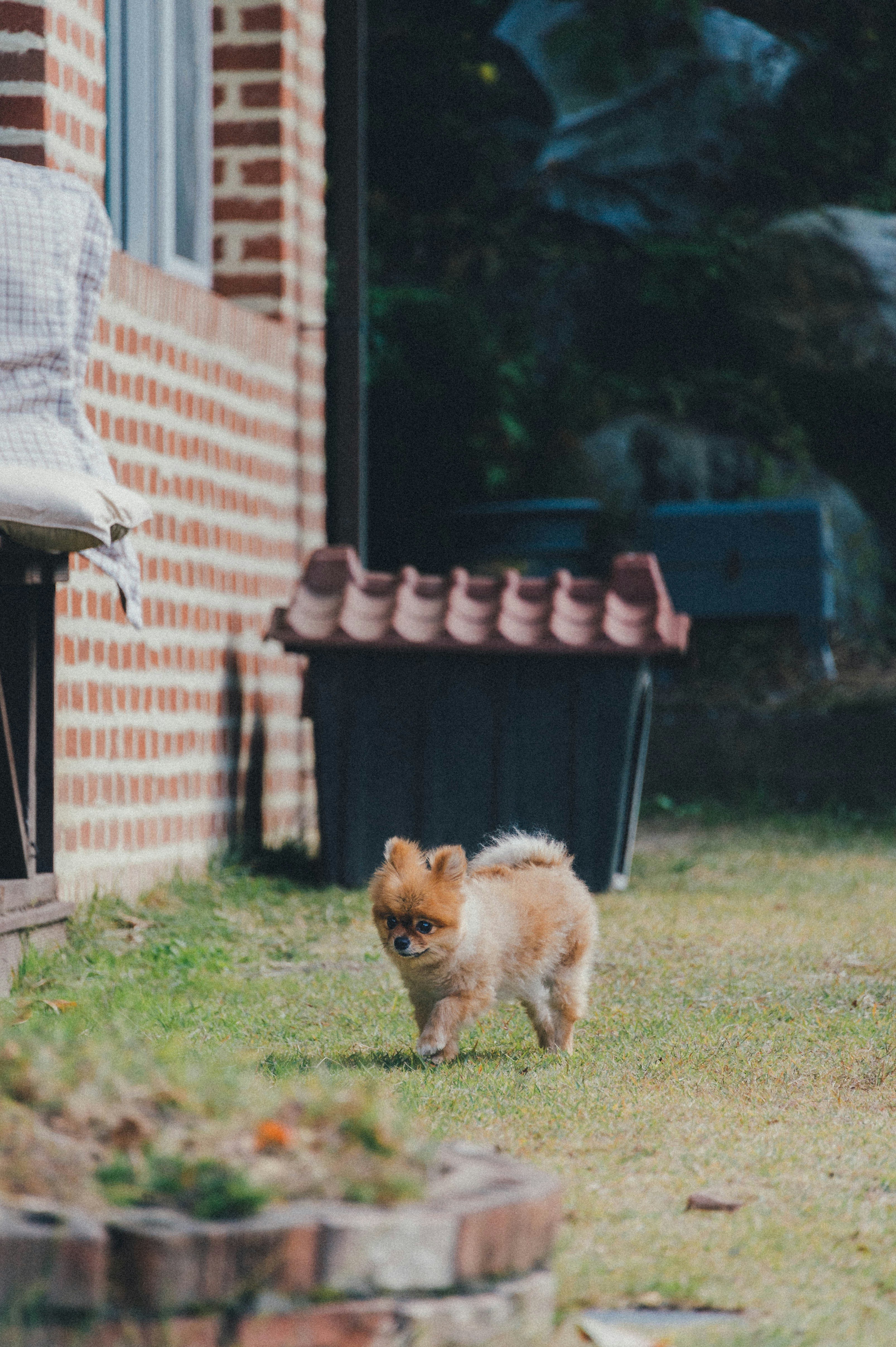 Essential Tips for Pet Care in a Small House