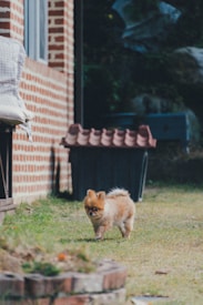 A small, fluffy dog walks on a grassy patch in a backyard next to a brick wall. There is a dog house with a red-tiled roof in the background and some greenery can be seen around.
