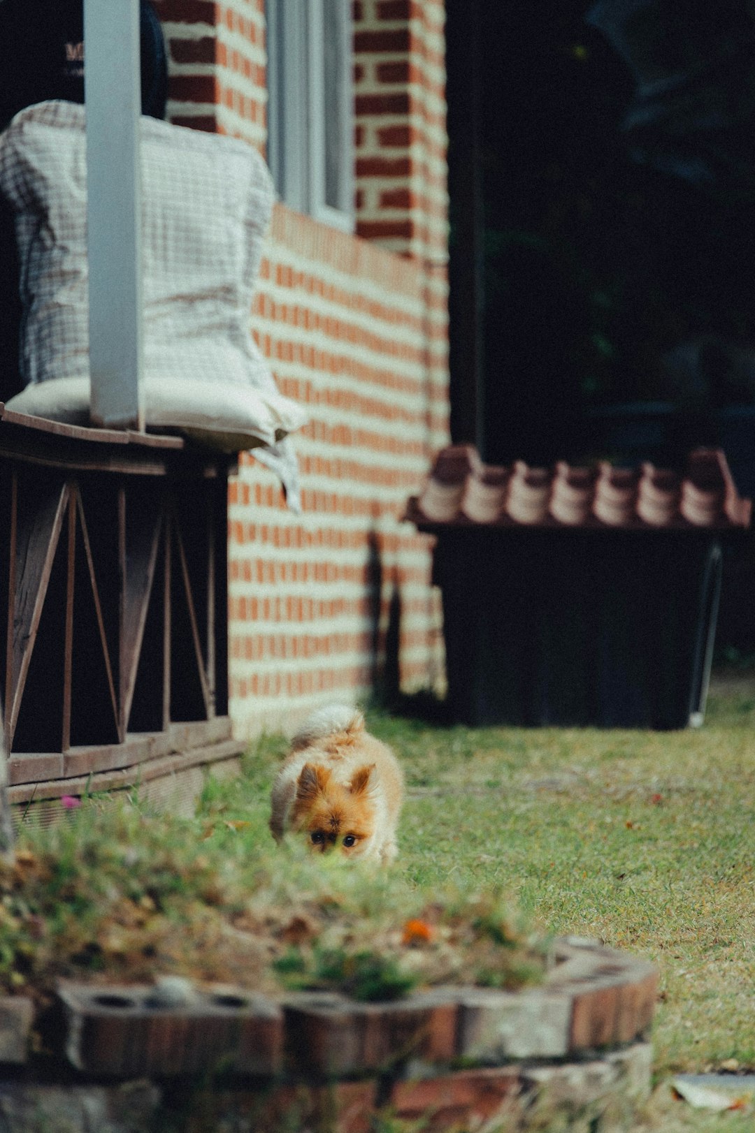 brown long coated small dog on green grass field