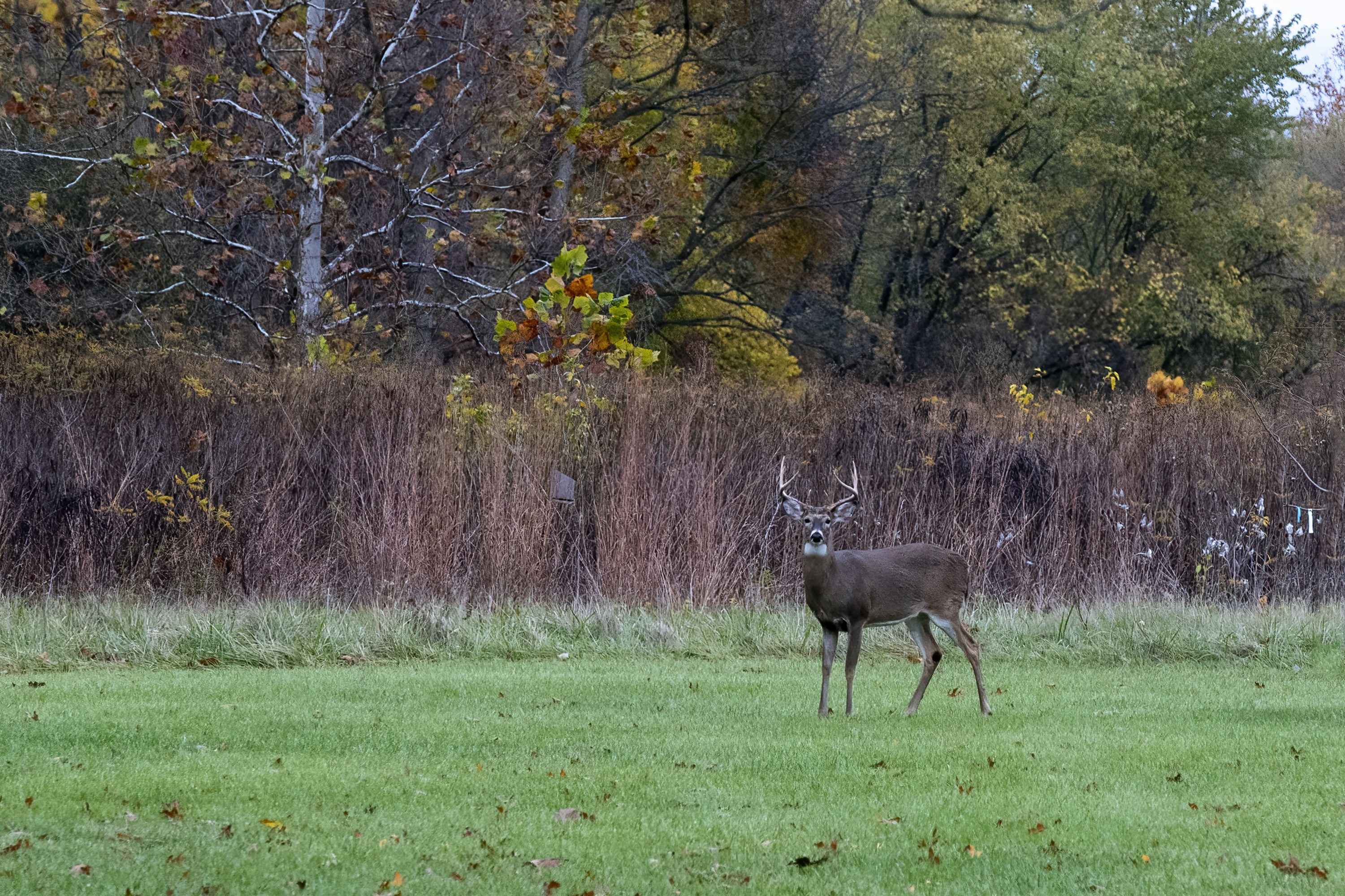 Tiffany State Public Hunting Grounds