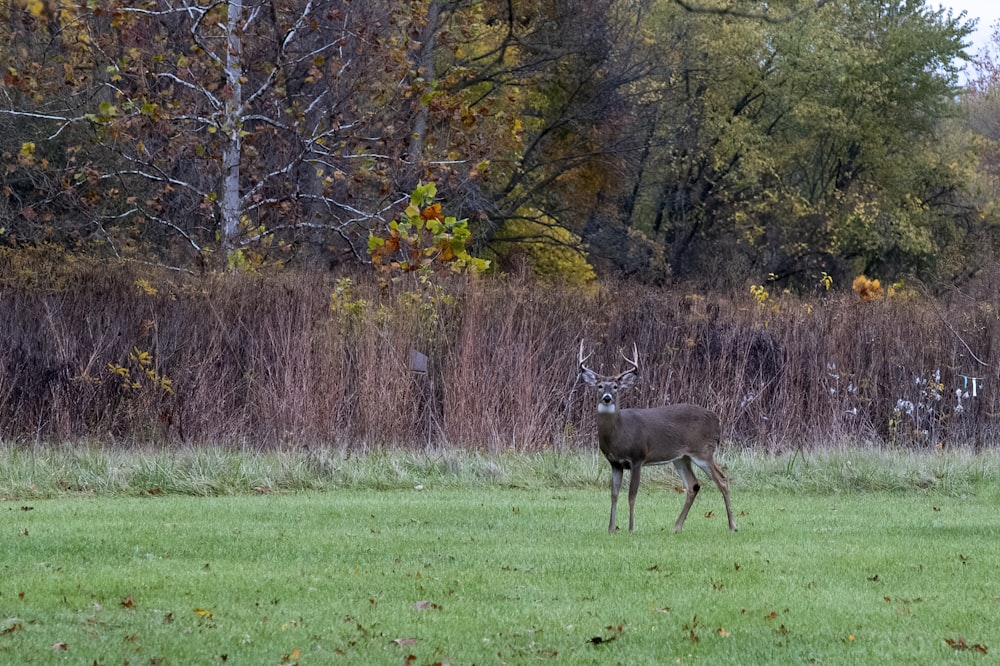 brown deer on green grass field during daytime