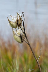 Close-up of guar gum plants with pods ripe for harvest.