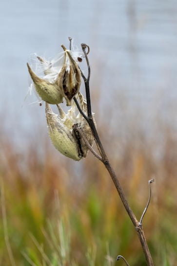 A dried plant with seed pods is photographed close-up. The pods are open, revealing silky white fibers and small brown seeds. The background appears to be out of focus, with subtle hints of natural colors.