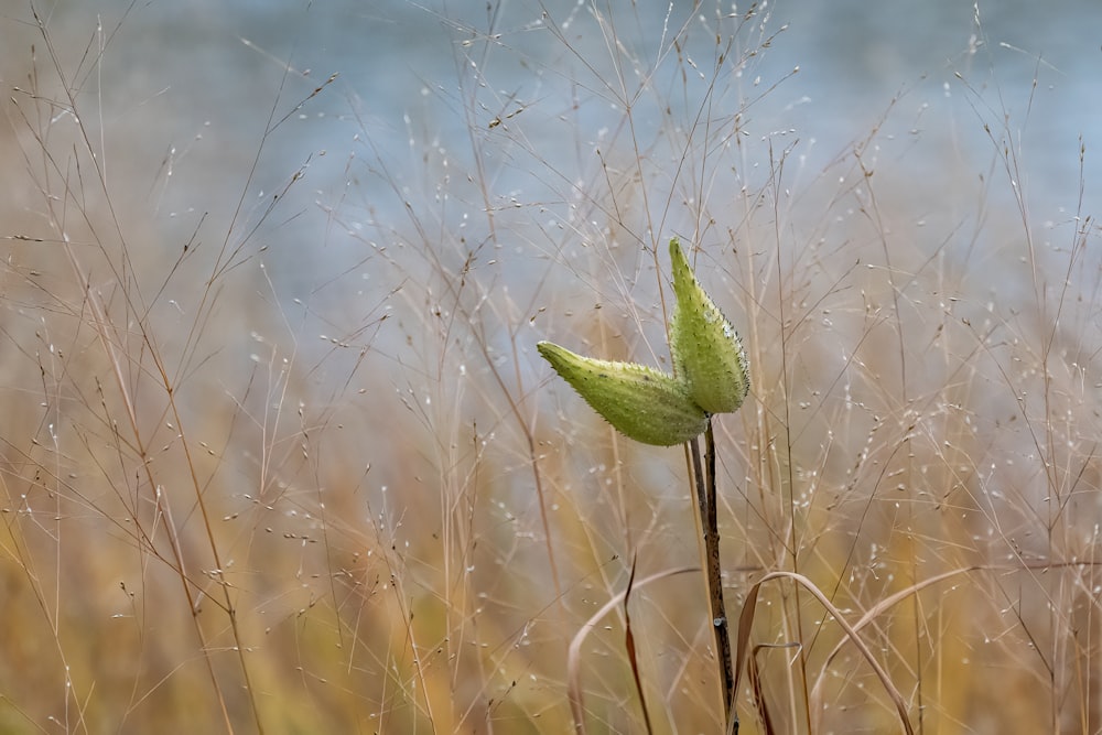 plante verte avec des gouttelettes d’eau