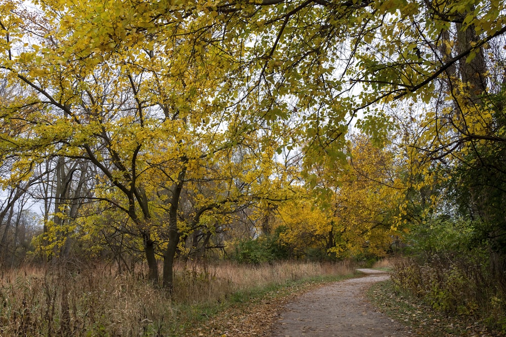 green trees beside gray road during daytime