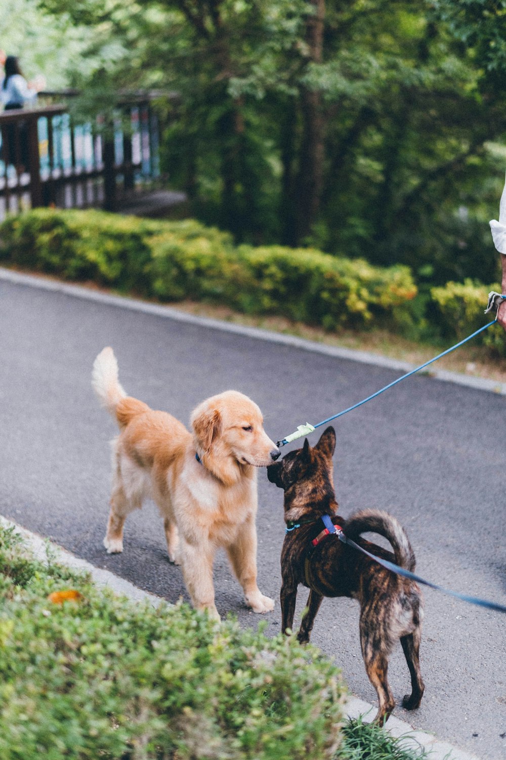 golden retriever puppy with leash on road during daytime