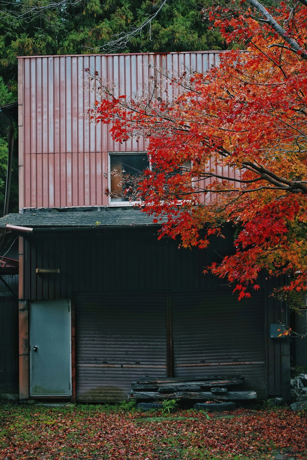 red and brown tree beside brown wooden house