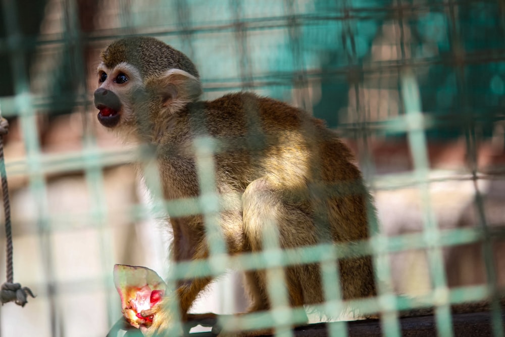 three brown monkeys on cage