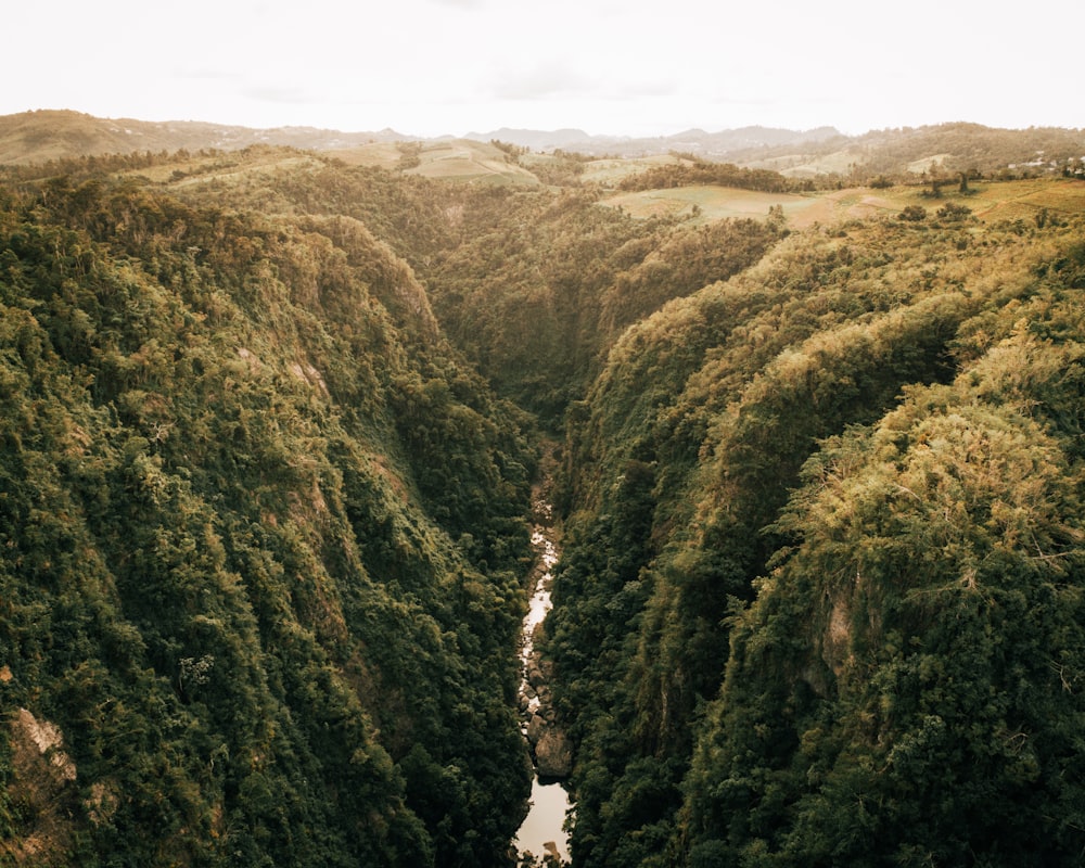 árvores verdes na montanha durante o dia