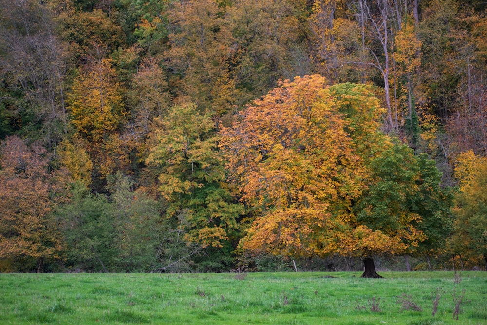 Grüne und gelbe Bäume auf grünem Grasfeld tagsüber