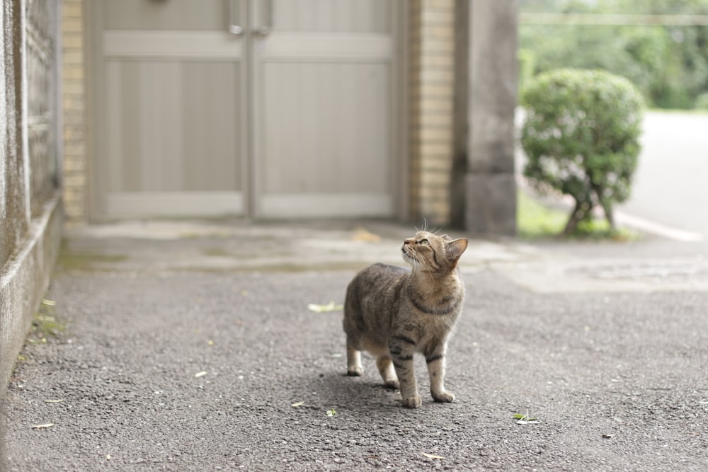 brown tabby cat on gray concrete road during daytime