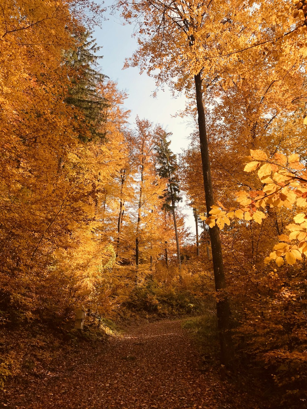 yellow and brown trees under blue sky during daytime