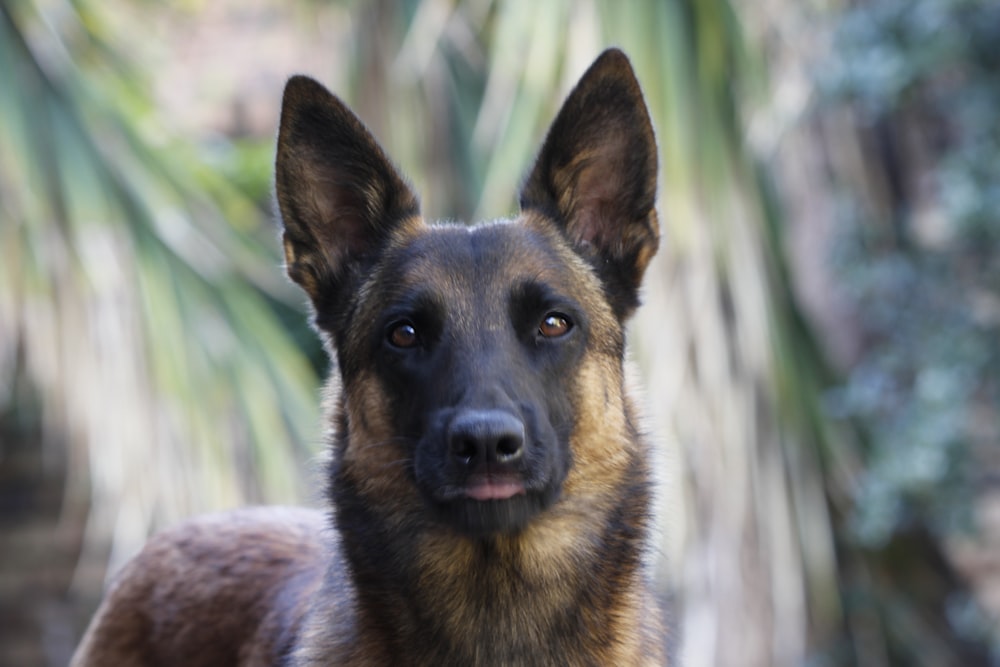 black and tan german shepherd