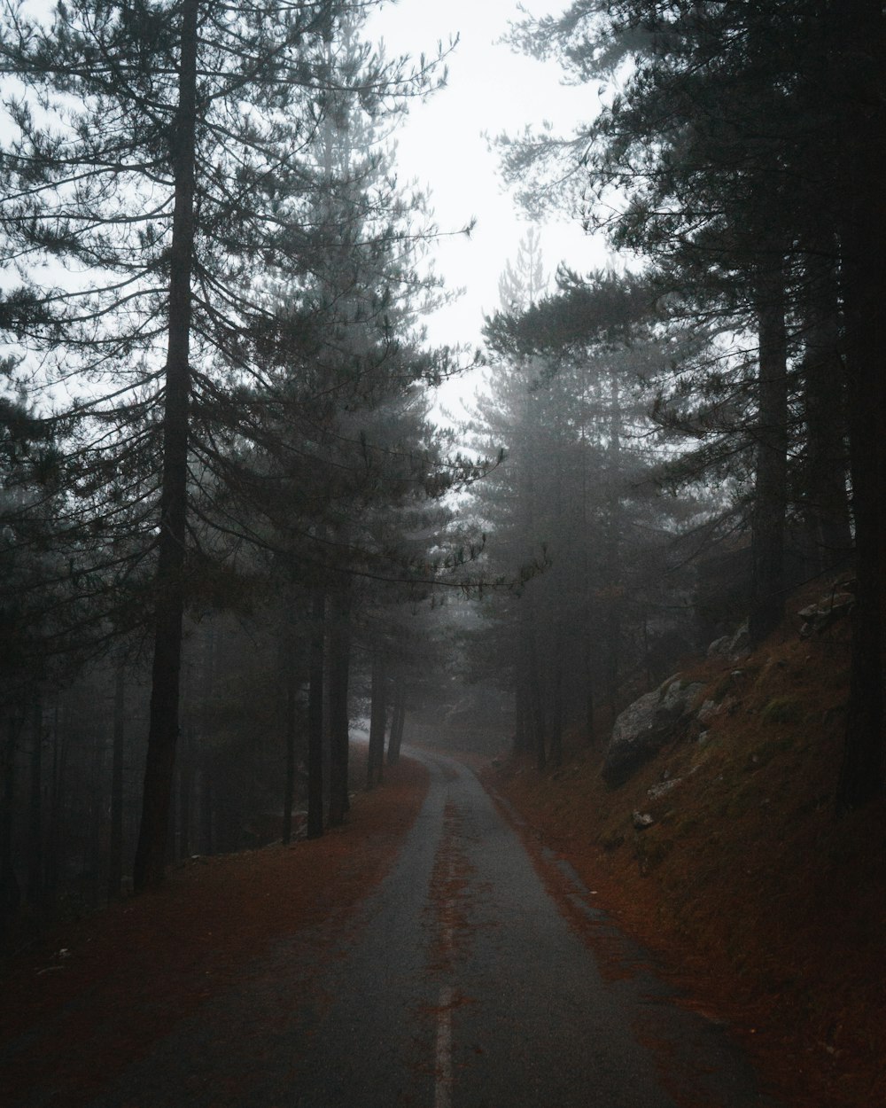 road in between trees during daytime