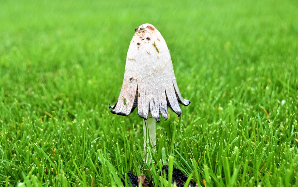 white mushroom on green grass during daytime