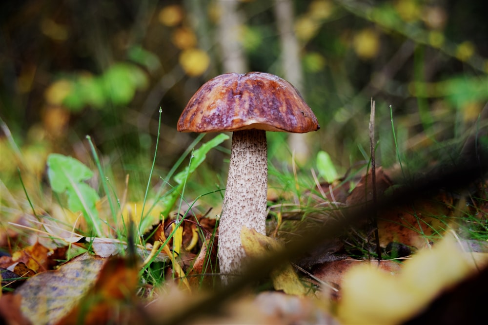 brown mushroom in the middle of the forest