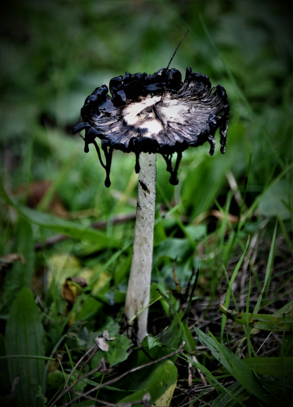 white and black mushroom in green grass field