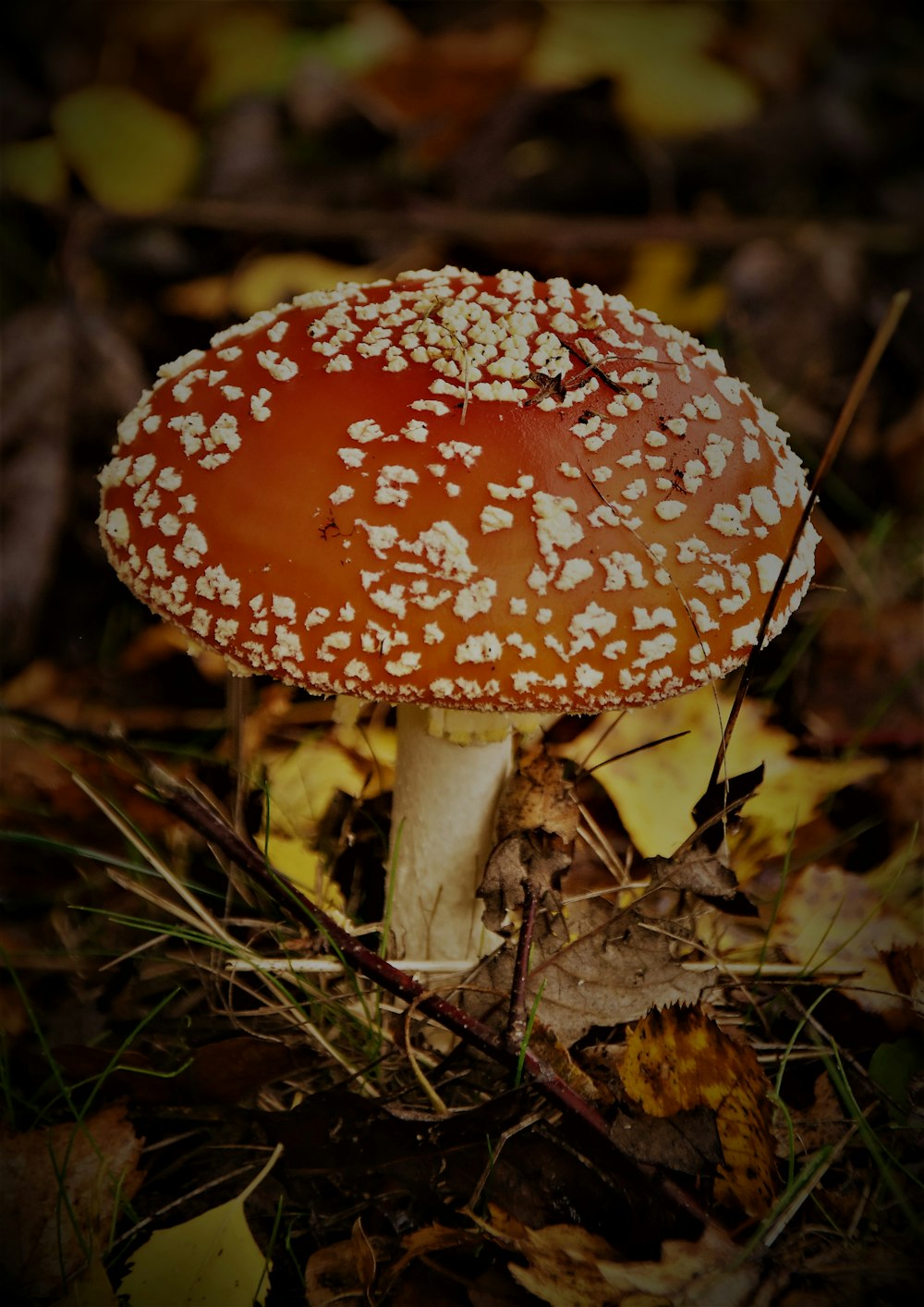 red and white mushroom on brown dried leaves