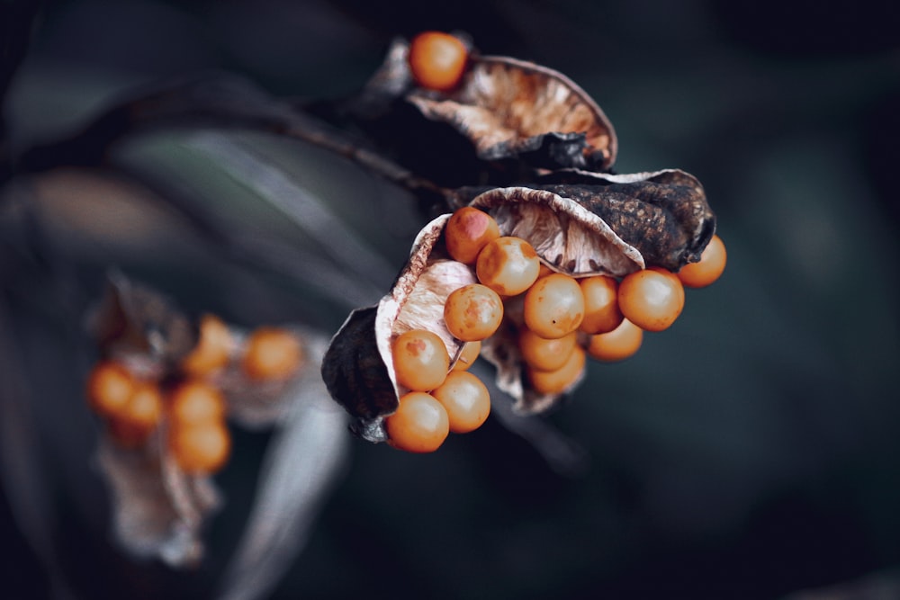 brown and white plant stem